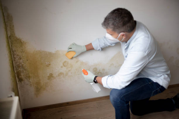 Best Mold-Related Health Consultation  in Brookridge, FL
