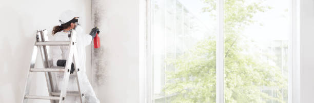 Best Basement Mold Removal  in Brookridge, FL